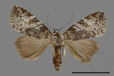 ǦW:Bryophilina mollicula