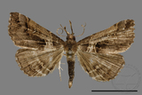 ǦW:Bertula abjudicalis