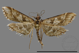 ǦW:Crambidae sp.