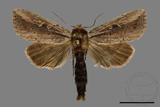 ǦW:Sesamia sp.