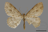 ǦW:Ectropis bhurmitra