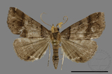 ǦW:Bertula hadenalis persimilis