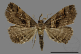 ǦW:Bertula abjudicalis