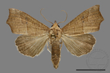 ǦW:Gonitis mesogona