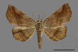 ǦW:Pangrapta sp.