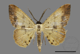 ǦW:Lophobates ochrolaria