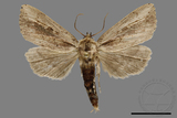 ǦW:Sesamia sp.