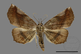 ǦW:Pangrapta sp.