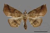 ǦW:Pangrapta sp.