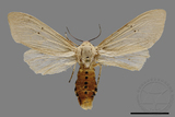 ǦW:Spilarctia subtestacea