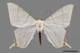 ǦW:Ourapteryx flavovirens