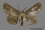 ǦW:Menophra mitsundoi