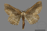 ǦW:Menophra anaplagiata