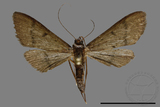 ǦW:Crambidae sp.