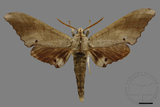 ǦW:Marumba sperchius bukaiana