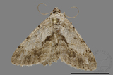 ǦW:Psilalcis breta rantaizana