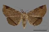 ǦW:Mecodina subcostalis