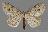 ǦW:Ectropis excellens