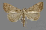 ǦW:Hipoepa biasalis