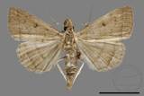 ǦW:Simplicia sp.