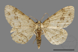 ǦW:Ectropis bhurmitra