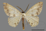 ǦW:Lophobates ochrolaria