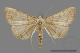 ǦW:Hipoepa biasalis