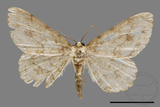 ǦW:Ectropis bhurmitra