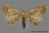 ǦW:Hipoepa biasalis