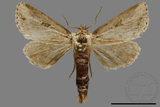 ǦW:Sesamia sp.