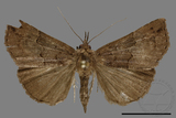 ǦW:Hypena ophiusoides