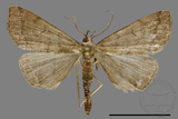 ǦW:Hipoepa biasalis