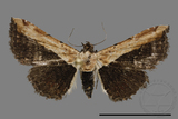 ǦW:Noctuidae sp.