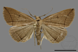 ǦW:Simplicia sp.