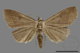 ǦW:Simplicia sp.