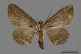 ǦW:Menophra anaplagiata