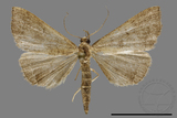 ǦW:Hipoepa biasalis