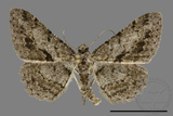 ǦW:Psilalcis breta rantaizana