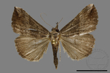 ǦW:Hypena thermesialis