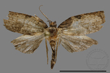 ǦW:Tortricidae sp.