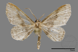 ǦW:Larentiinae sp.