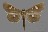 ǦW:Crambidae sp.