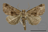 ǦW:Niphonyx segregata