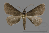 ǦW:Naarda sp.