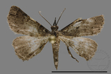 ǦW:Naarda sp.