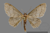 ǦW:Scopula sp.