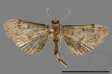 ǦW:Crambidae sp.