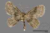 ǦW:Scopula sp.