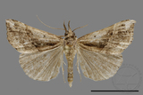 ǦW:Hypena sp.