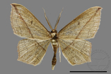 ǦW:Traminda sp.